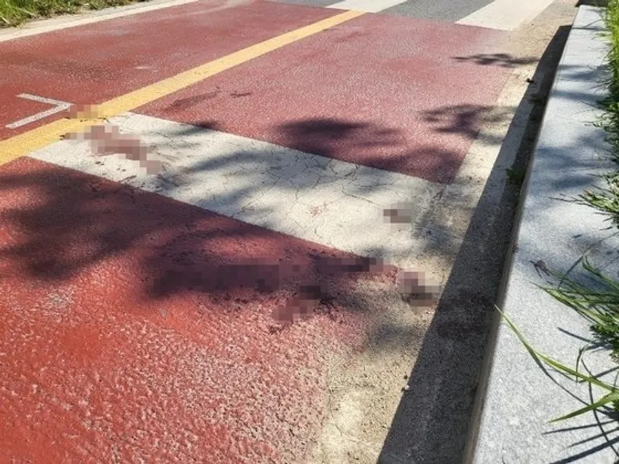 피해자가 사고 당한 현장. ('보배드림' 갈무리)
