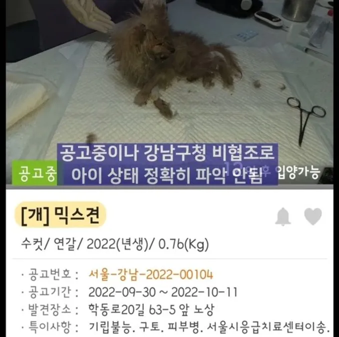 깡마른 상태로 발견돼 몸도 제대로 가누지 못했던 유기견. (동물권단체 케어)
